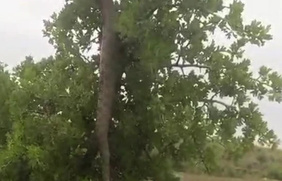 Ağın'da Ağaçta Asılı 2,5 Metre Uzunluğunda Yılan Görüldü