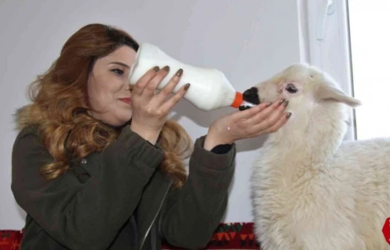 Annesi Ölen Kuzuya Rıfkı Adını Verdi ve Elleriyle Besliyor