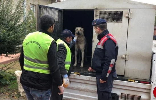 Aracın Arkasına Bağlanıp Eziyet Edilen Köpek Bakıma Alındı