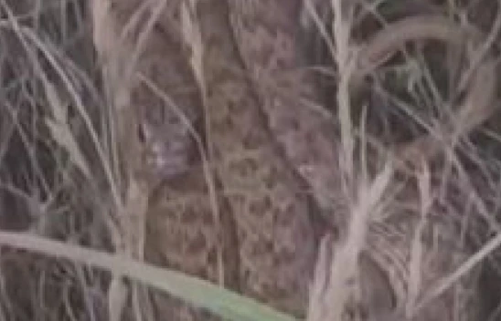 Arazide kenetlenen 2 metrelik yılanı görünce 'Ahtapot Necdet' dedi, o anlar güldürdü