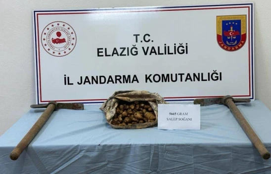 Arıcak'ta Bir Kişi Kaçak Salep Soğanı Toplarken Yakalandı