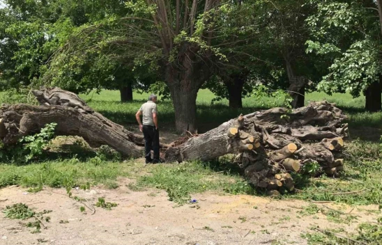 Asırlık dut ağacı ortadan ikiye ayrılıp devrildi