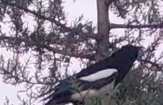 Elazığ'da Ağaca Çıkan Kedi, Kargaların Hedefi Oldu