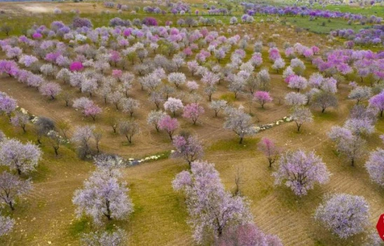 Ağın'da Badem Ağaçları Çiçek Açtı, Ortaya Kartpostallık Görüntüler Çıktı