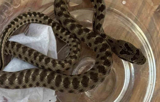 Elazığ'da Korku Dolu Anlar! Bahçesinde Zehirli Engerek Yılanı Buldu