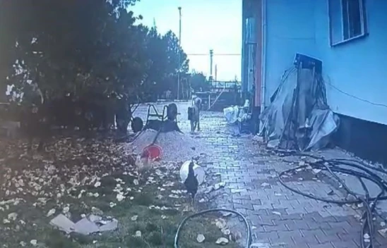 Bahçeye Giren Köpek, Kaşla Göz Arasında Tavuğu Kaçırdı