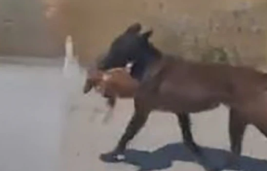 Bahçeye giren köpek tavuğu telef etti