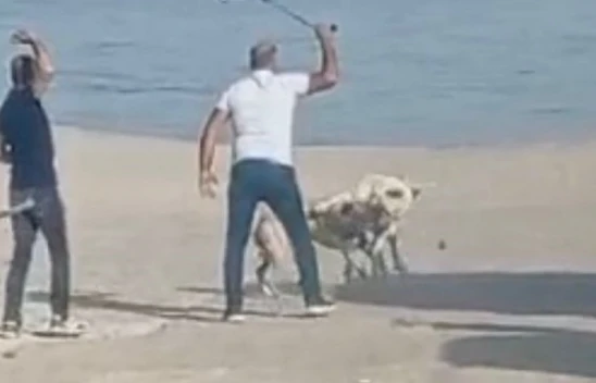 Başı boş köpeklerin kavgasını vatandaşlar sopa ile ayırdı