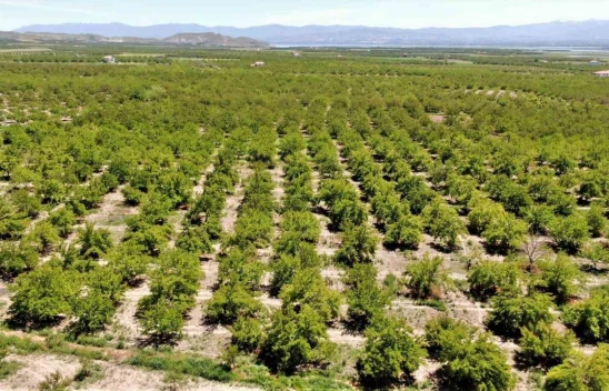 Baskil'de kayısı ağaçları boş kaldı, rekolte yüzde 80 düştü