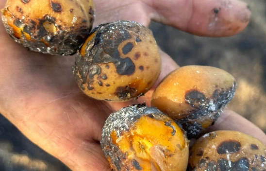 Baskil'deki Yangında 4 Kişi Yaralandı, Yüzlerce Kayısı Ağacı Yandı