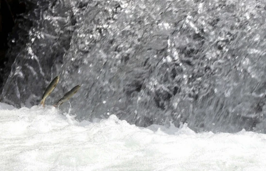 Bol yağışla derelerde yükselen debi siraz balığının üreme yolculuğuna hız kattı