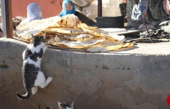 Bu da 'Ekmeğinin peşinde koşan' kedi