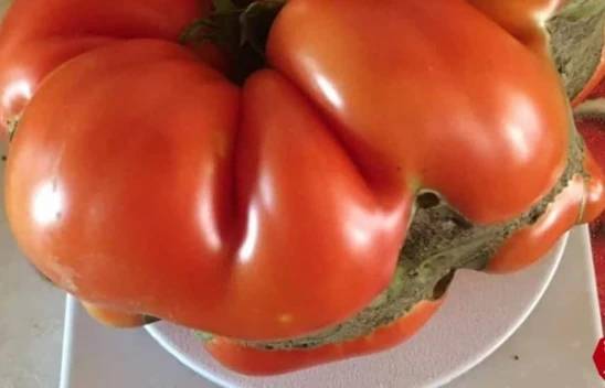 Bu domatesler tam 1 kilo