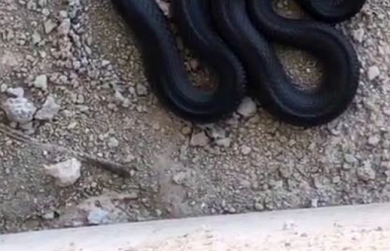 Görenlerin Korkudan Yolunu Değiştirdiği Yılan Gezin'de Görüldü