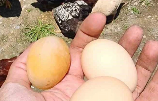 Elazığ'da Şaşkına Çeviren Olay: Tavuk Kabuksuz Yumurta Yumurtladı!