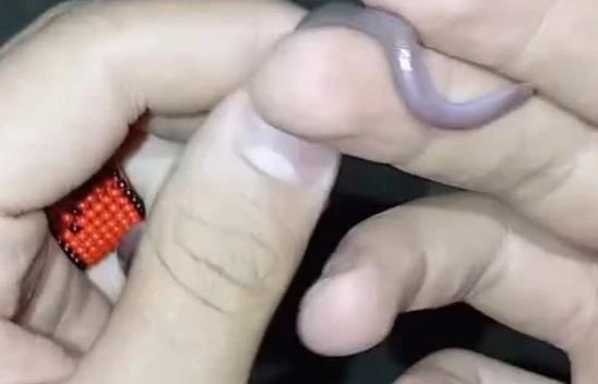 Buldukları yavru yılanı ellerine alıp oynadılar