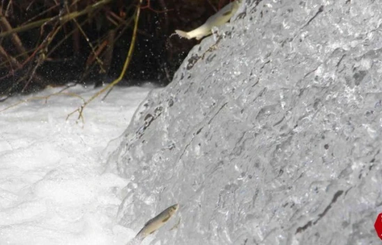 Elazığ'ın İnci Kefali Siraz'ın Akıntıya Karşı Göçü Başladı