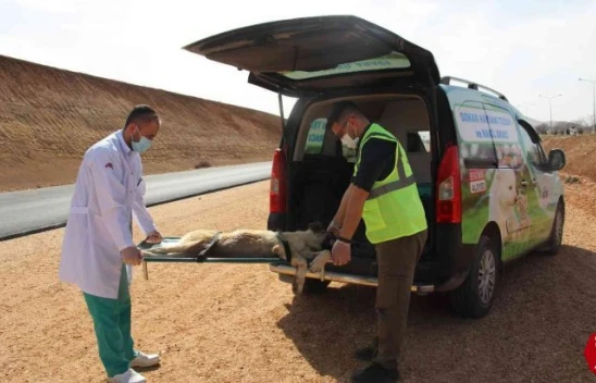 Elazığ'da Can dostlar için Tedavi ve Nakil Aracı Hizmete Girdi