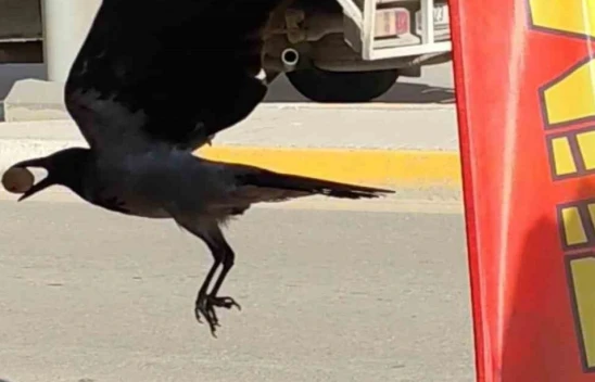 Elazığ'da Zekasıyla Şaşırtan Karga, Çerezciden Ceviz Çaldı