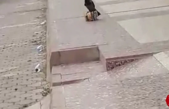 Cips Hırsızı Karga Elazığ'da Kameralara Yakalandı