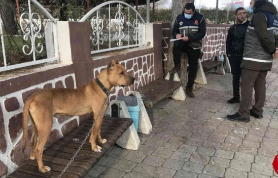 Pitbull Köpeğini Kendi İsteğiyle Teslim Etti