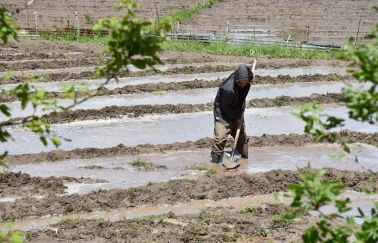 Çukurca'da Ata Tohumundan Yılda 180 Ton Pirinç Üretiliyor