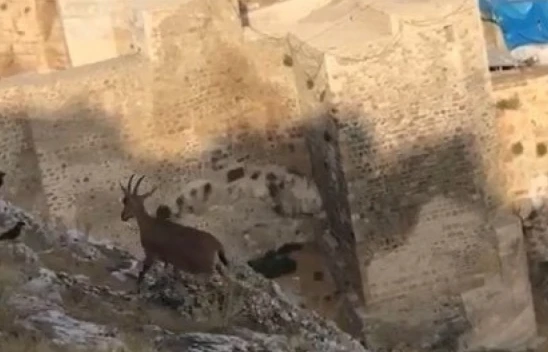 Dağ keçileri Harput'u mesken tuttu