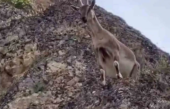 Dağ keçileri Palu Kalesi'ni mesken tuttu