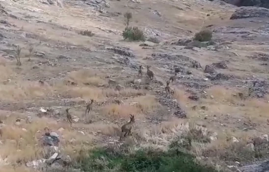 Yine Onlar Yine Aynı Görüntü !