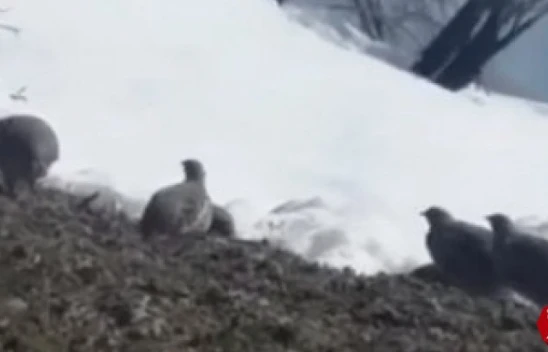 Dağ keklikleri beslenirken görüntülendi