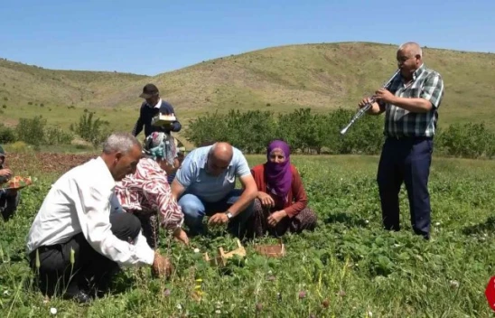 Elazığ'da Davul Klarnet Eşliğinde Çilek Hasadı Başladı