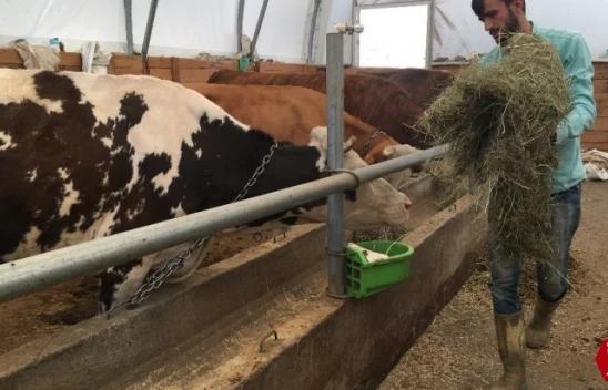 Devlet Desteğiyle Hayvanları Oldu, Süt Besiciliği Yapıyor