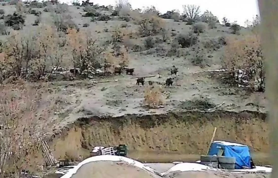 Elazığ'da Aç Kalan Domuz Sürüsü Köye İndi! O Anlar Kamerada