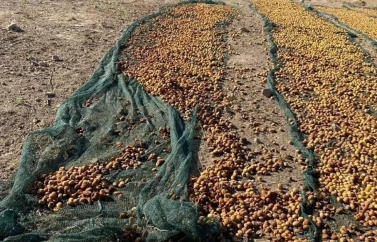 Baskil'de Şimdide Kayısılara Domuzlar Dadandı