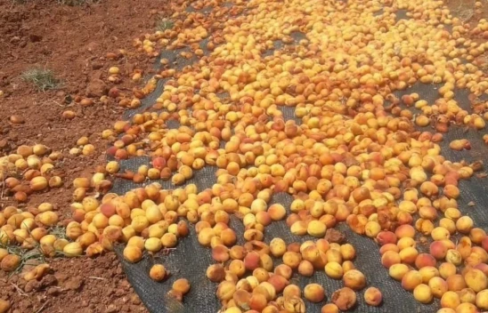 Baskil'de Domuz sürüsü tonlarca kayısıyı çöp etti