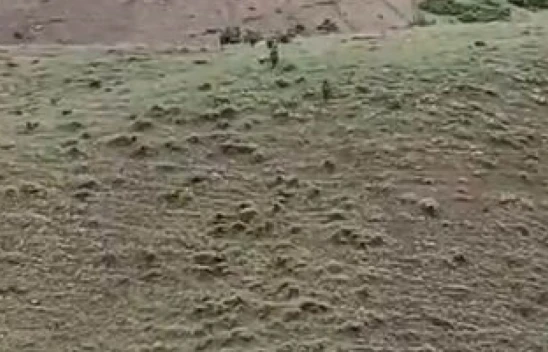 Domuz sürüsü yerleşim yerine kadar indi