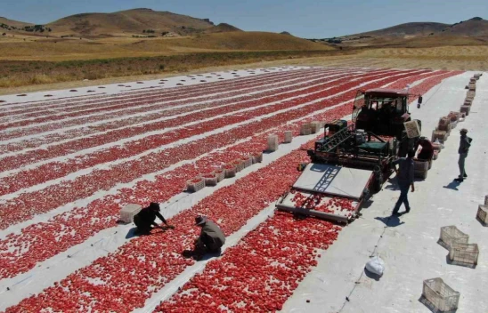 Dünya sofralarını Elazığ süslüyor: Tonlarca domates ihraç ediliyor