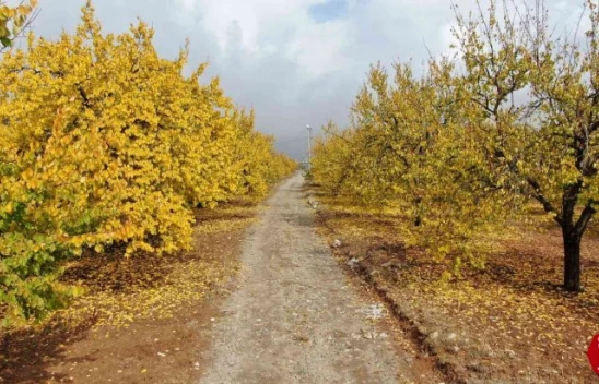 Elazığ'da 'altın yaprakların' sonbahar güzelliği