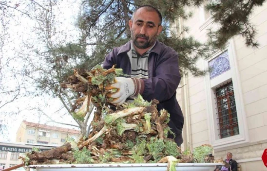 Elazığ'da Çiriş ve Kenger Otu, Tezgahlardaki Yerini Aldı