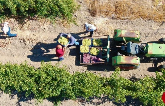 Elazığ'da En Tatlı Hasat Dönemi Başladı
