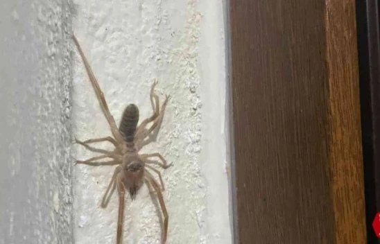 Baskil'de Et Yiyen Örümcek Görüldü