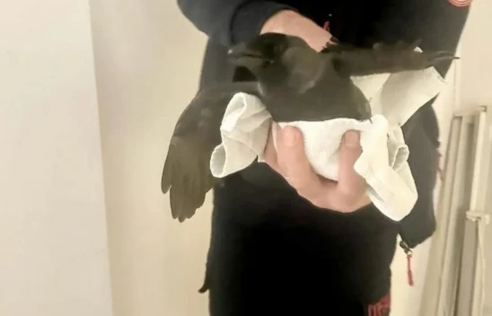 Elazığ'da 'Karga kurtarma operasyonu'