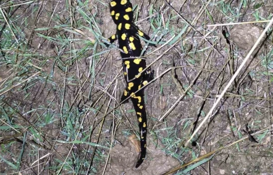 Elazığ'da 'sarı benekli semender' görüldü
