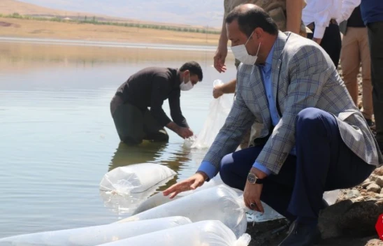 Karakoçan'da 100 Bin Bin Yavru Sazan Balığı Gölete Bırakıldı