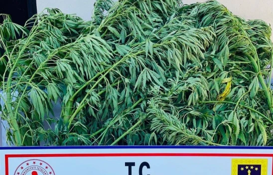 Elazığ'da Jandarma 112 kök kenevir ele geçirdi