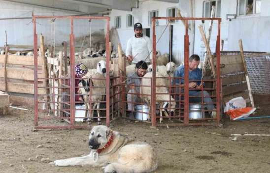 Elazığ'da Küçükbaş Hayvancılığa 41 Milyon TL Destek