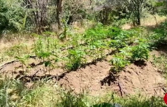 Elazığ'da Jandarma 212 Kök Kenevir Ele Geçirildi