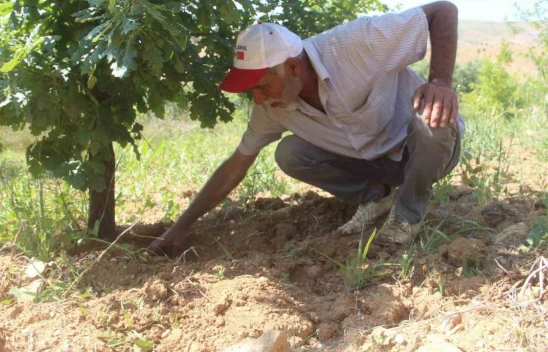 Elazığ'da 3 Dönüme Ektiği Trüf Mantarının Çıkmasını Dört Gözle Bekliyor