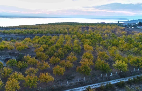 Elazığ'da 3 Yılda 20 Bini Aşkın Kayısı Ağacı Toprakla Buluşturuldu