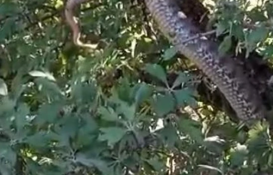 Bu Defada Alacakaya'da Görüldü, Hem de 4 Metre Uzunluğunda